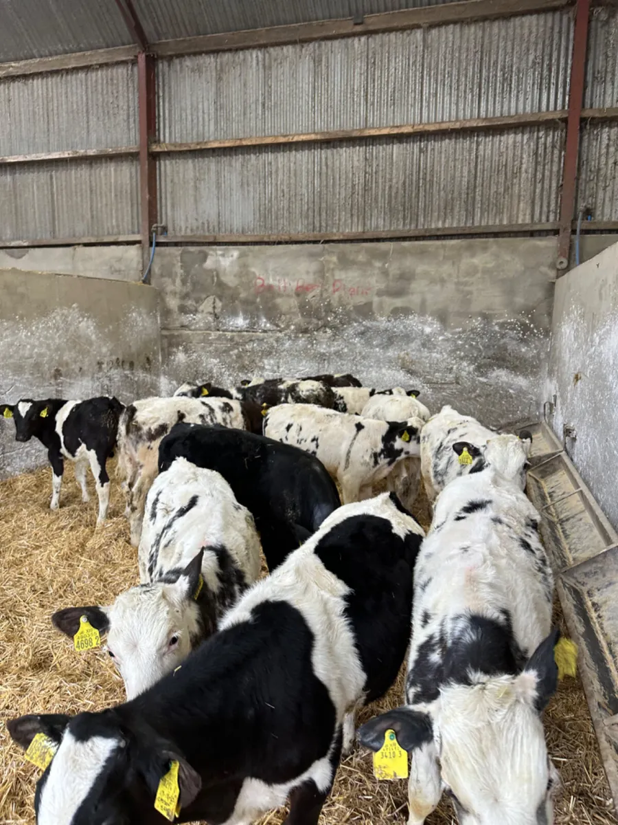 Blue bulls - Image 3