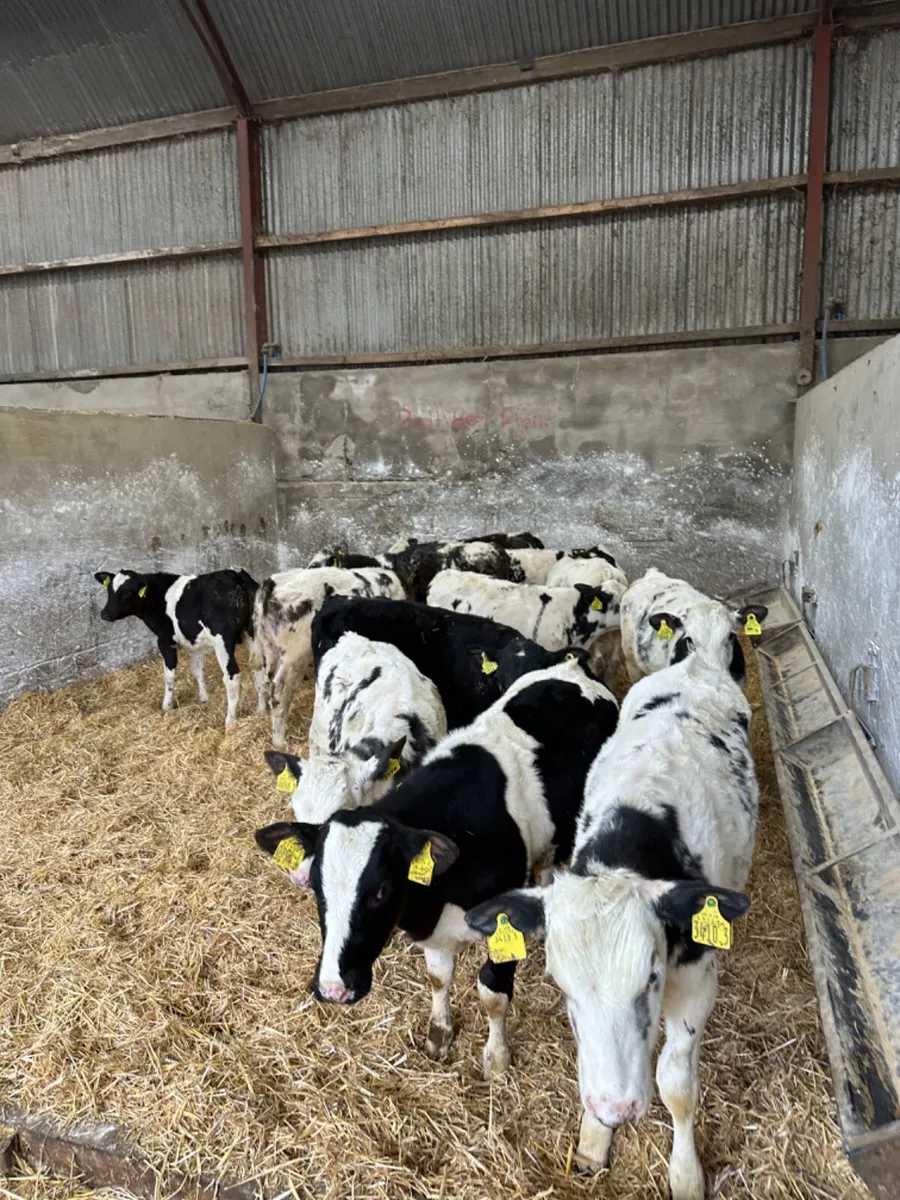 Blue bulls - Image 2