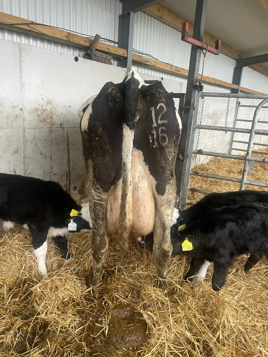 Milking cow - Image 1