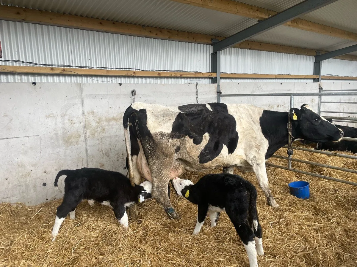 Milking cow - Image 2