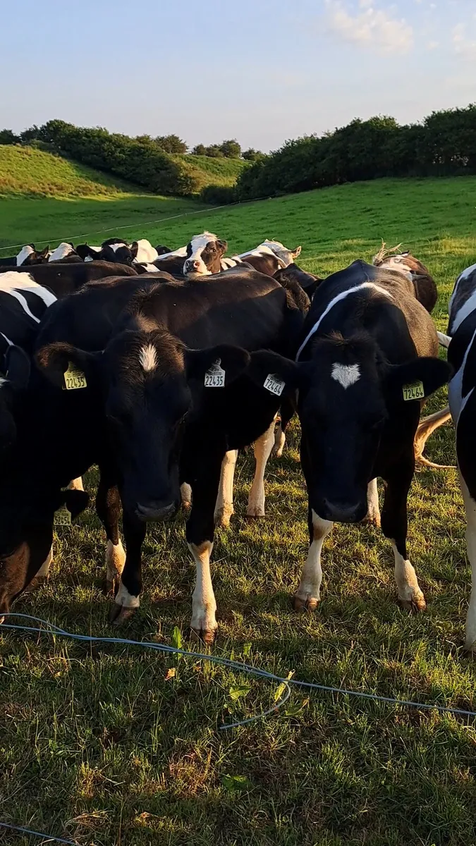 Springing Hol/Fr Heifers - Image 1