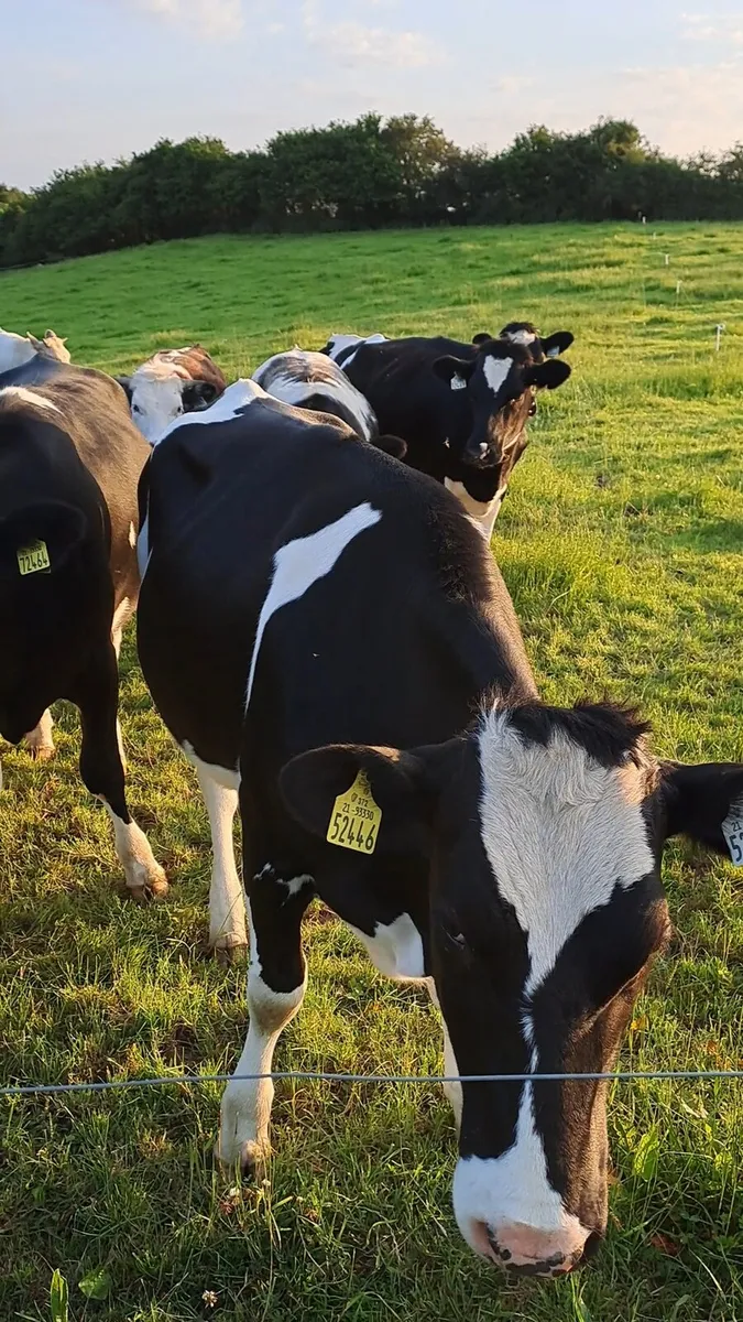 Springing Hol/Fr Heifers - Image 2