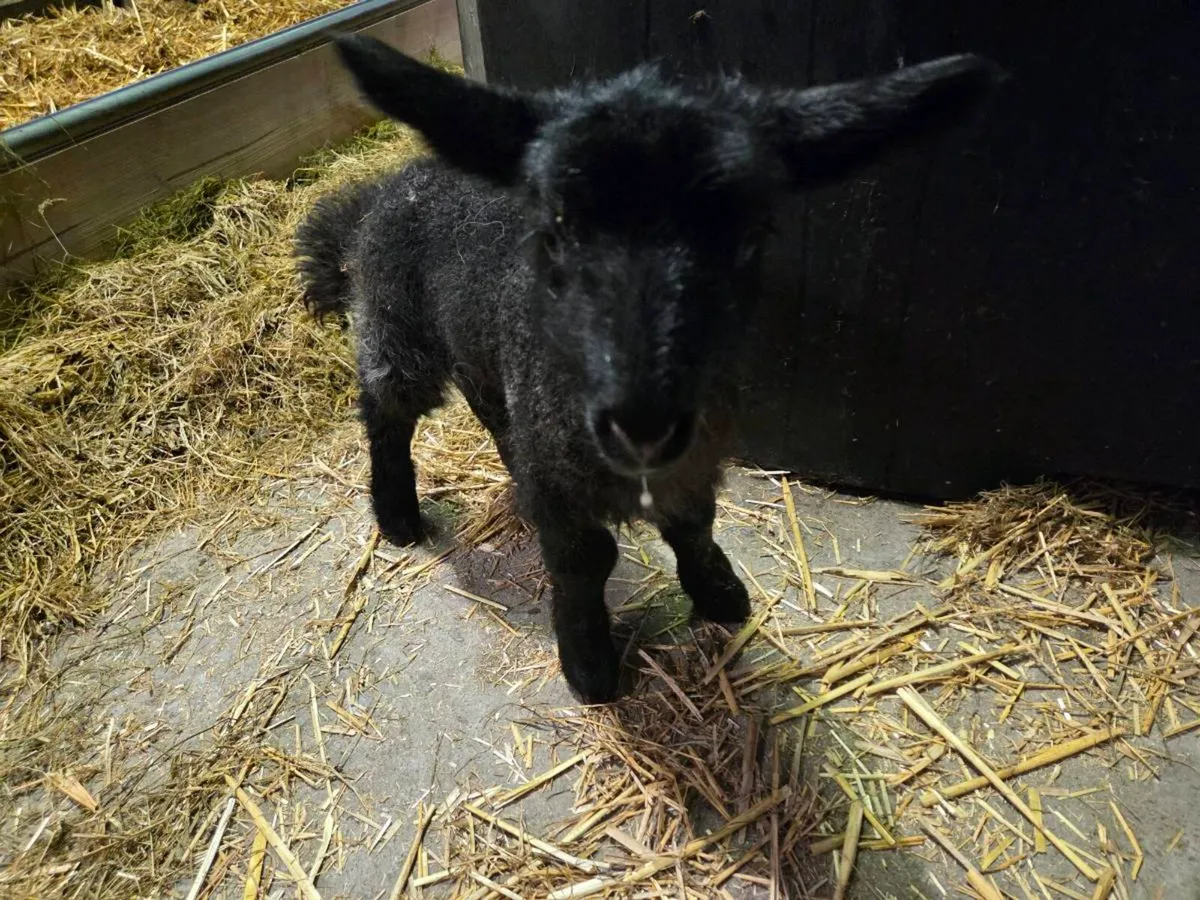 Foster lamb - Image 1