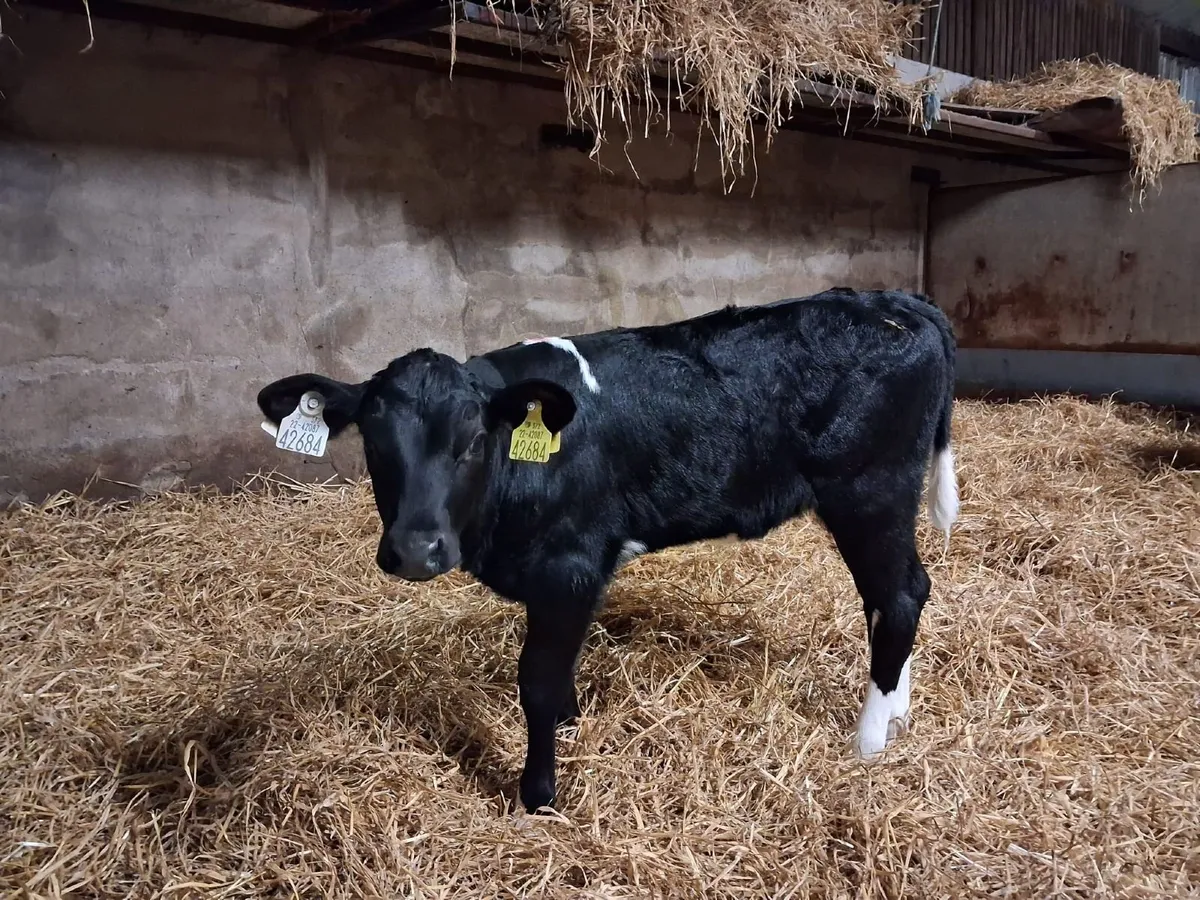 Five FR Heifer Calves for sale - Image 3