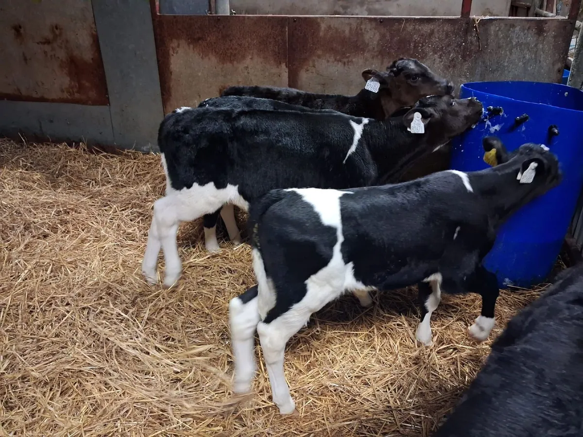 Five FR Heifer Calves for sale - Image 4