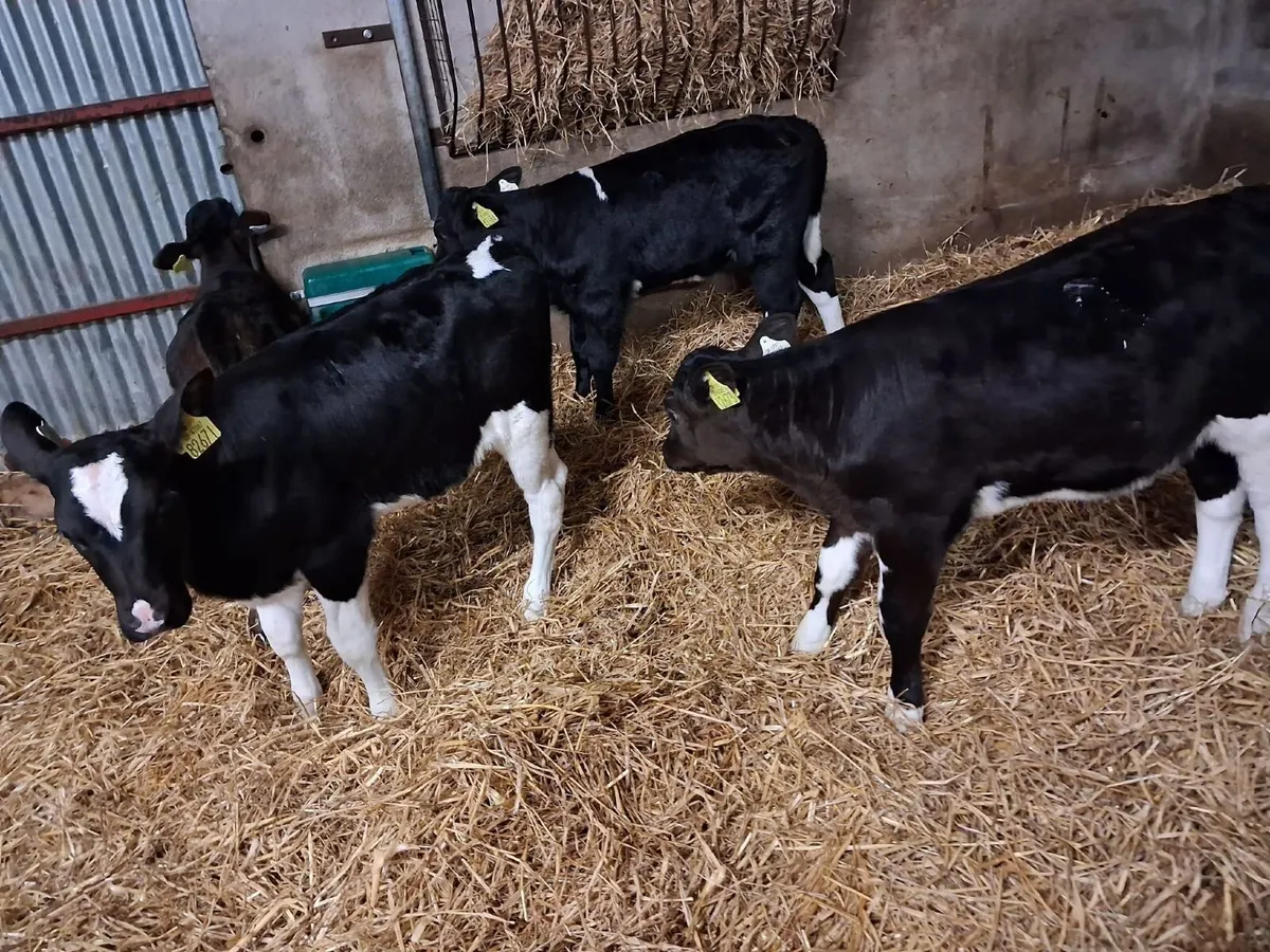 Five FR Heifer Calves for sale - Image 1