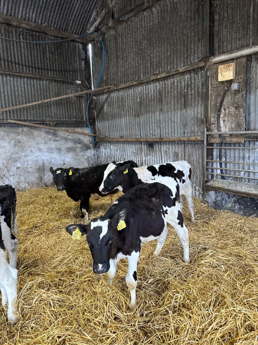 British Friesian and Simmental bulls - Image 1