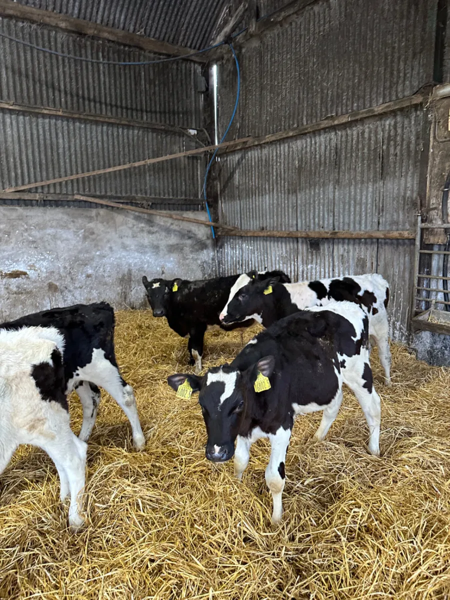 British Friesian and Simmental bulls - Image 2