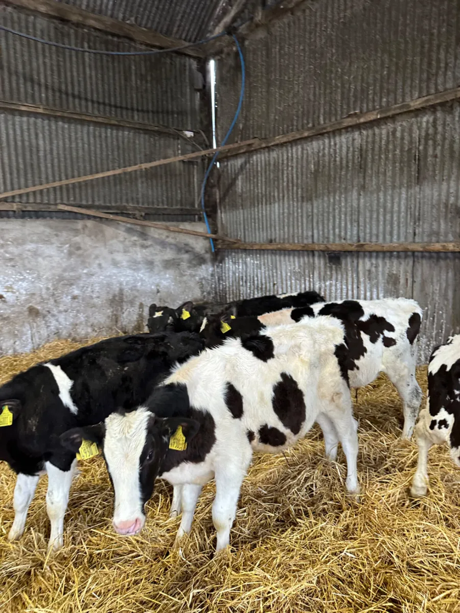 British Friesian and Simmental bulls - Image 3
