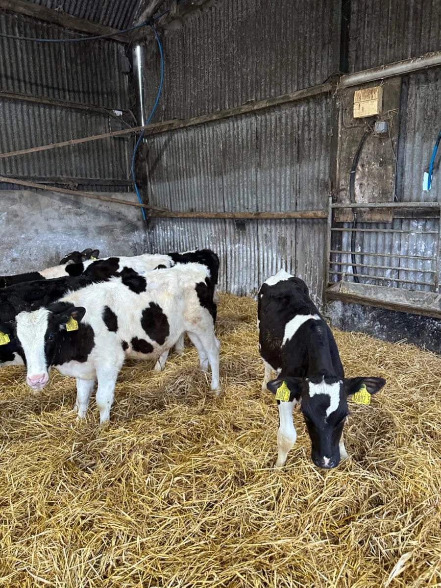British Friesian and Simmental bulls - Image 4