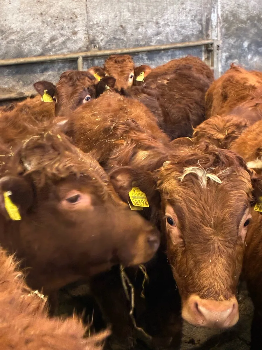 SUPER QUALITY LIM BULLOCK WEANLINGS - Image 3