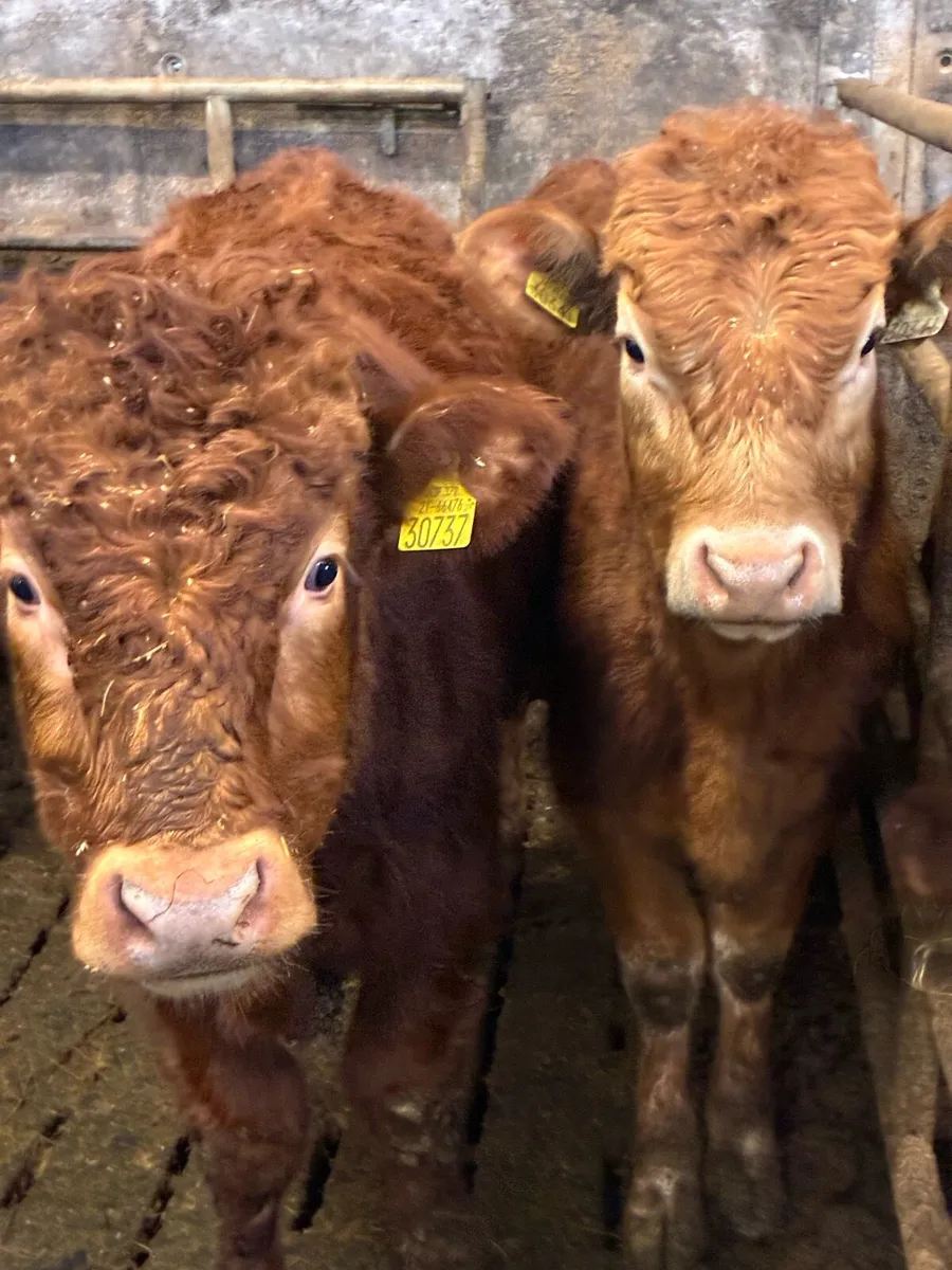 SUPER QUALITY LIM BULLOCK WEANLINGS - Image 1