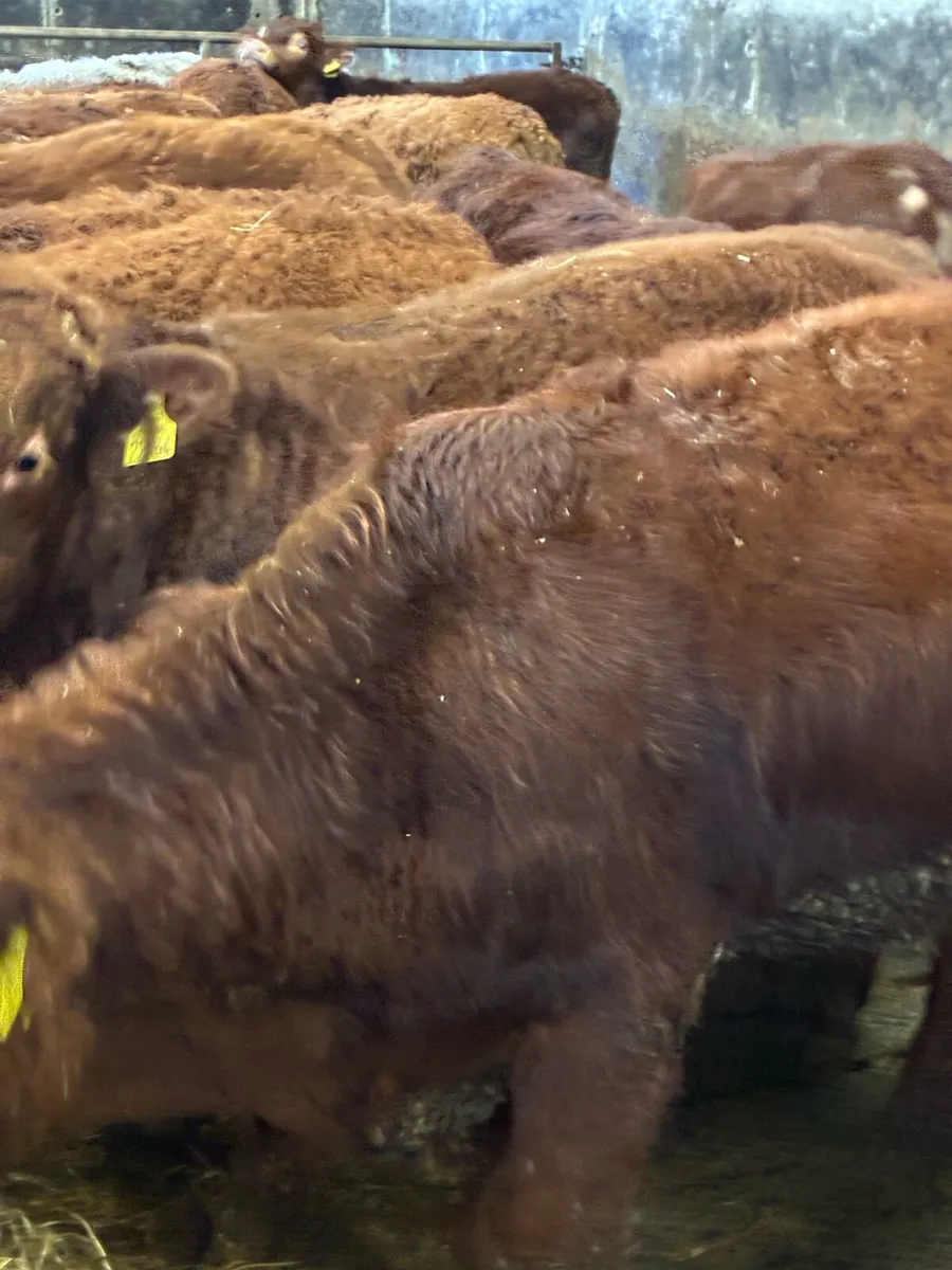 SUPER QUALITY LIM BULLOCK WEANLINGS - Image 2