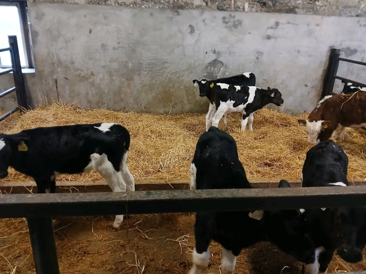 Friesian bull calves - Image 1
