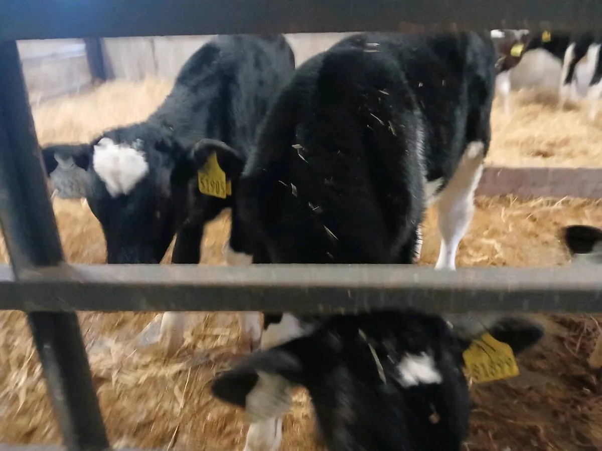 Friesian bull calves - Image 2