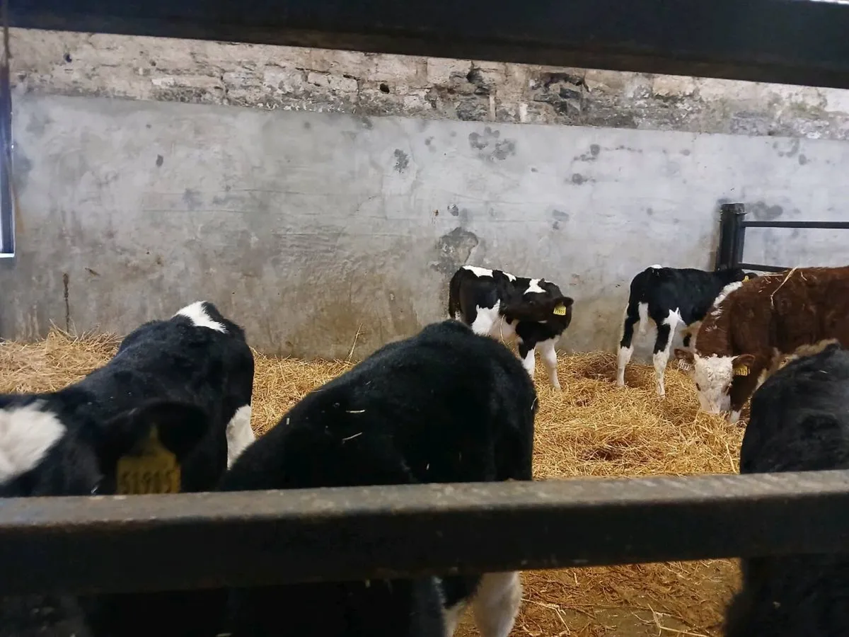 Friesian bull calves - Image 3