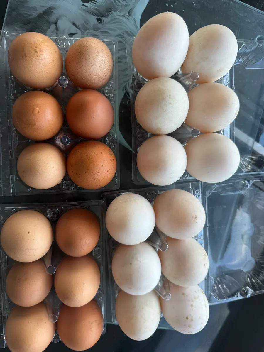 Duck and chicken eggs - Image 1