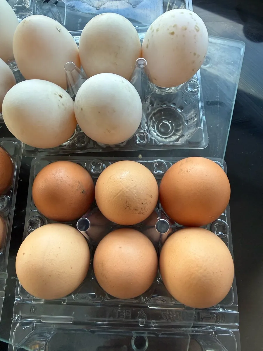 Duck and chicken eggs - Image 2