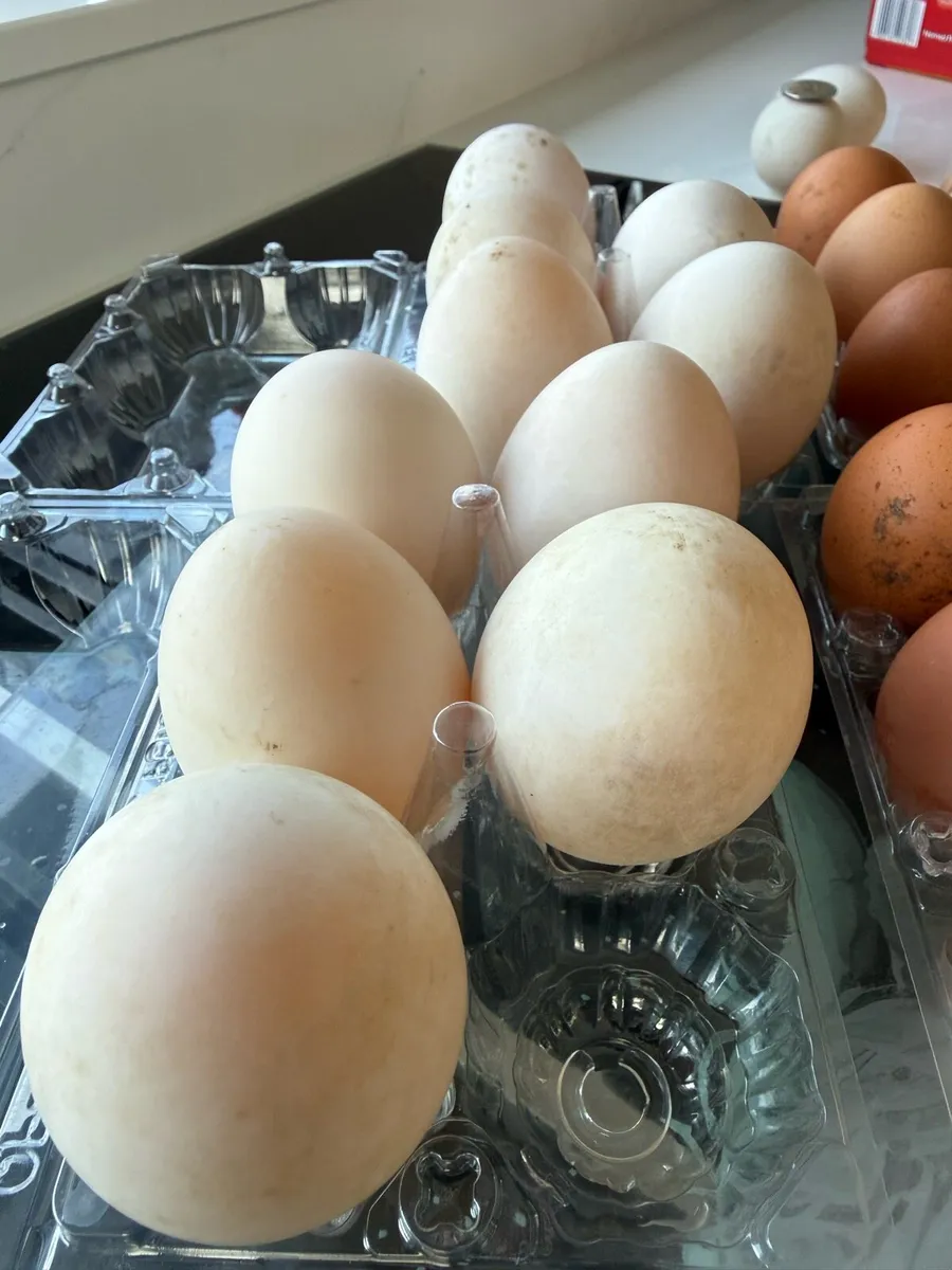 Duck and chicken eggs - Image 3