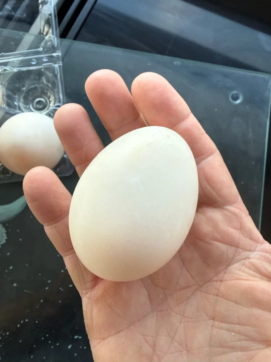 Duck and chicken eggs - Image 4