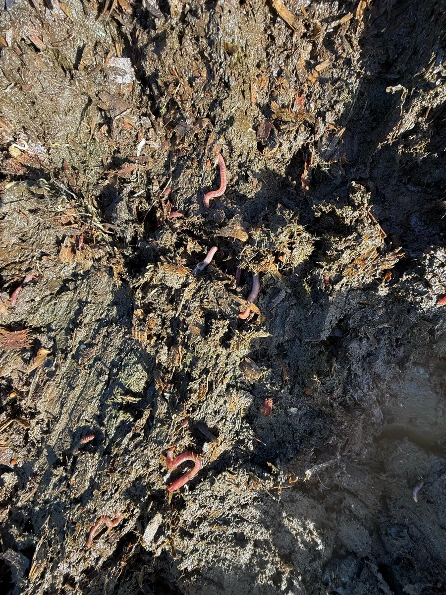 Horse manure - Image 1