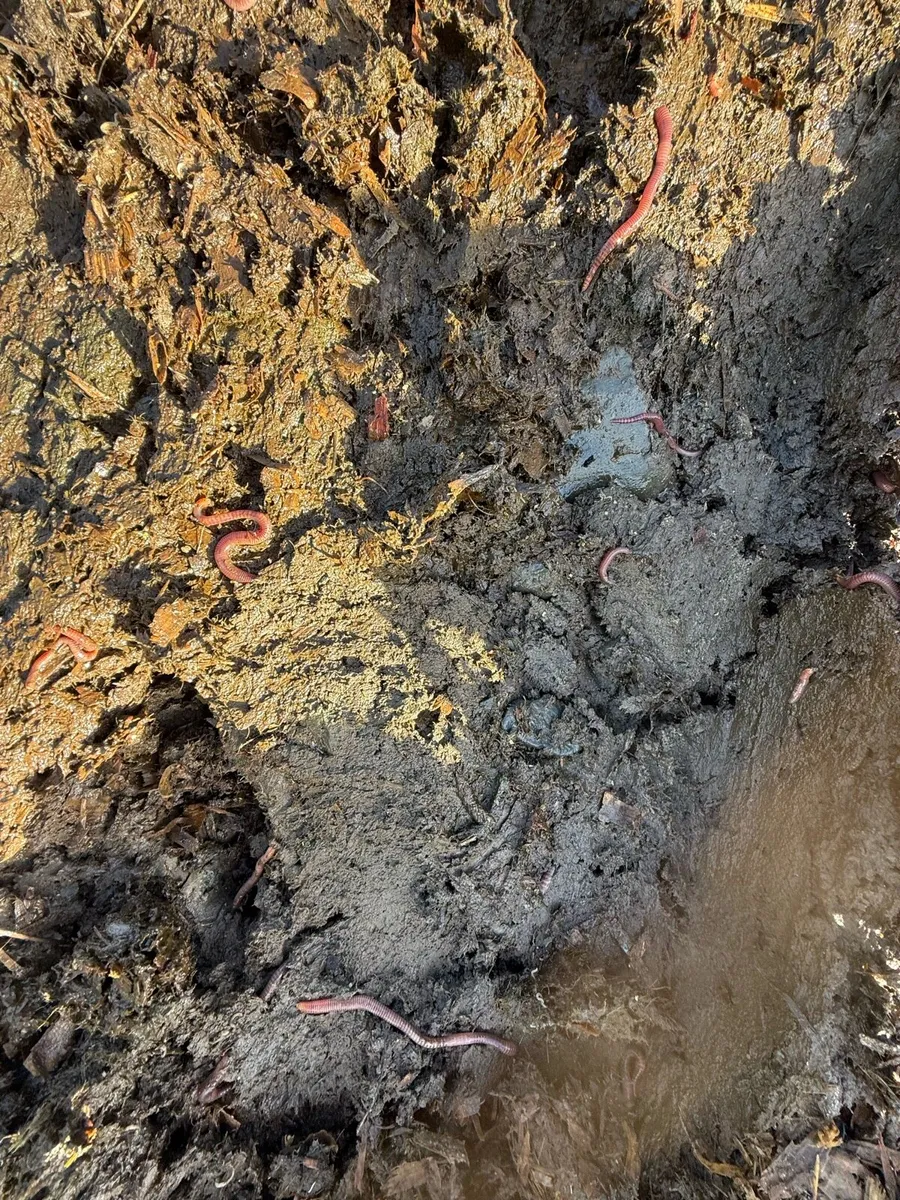 Horse manure - Image 3