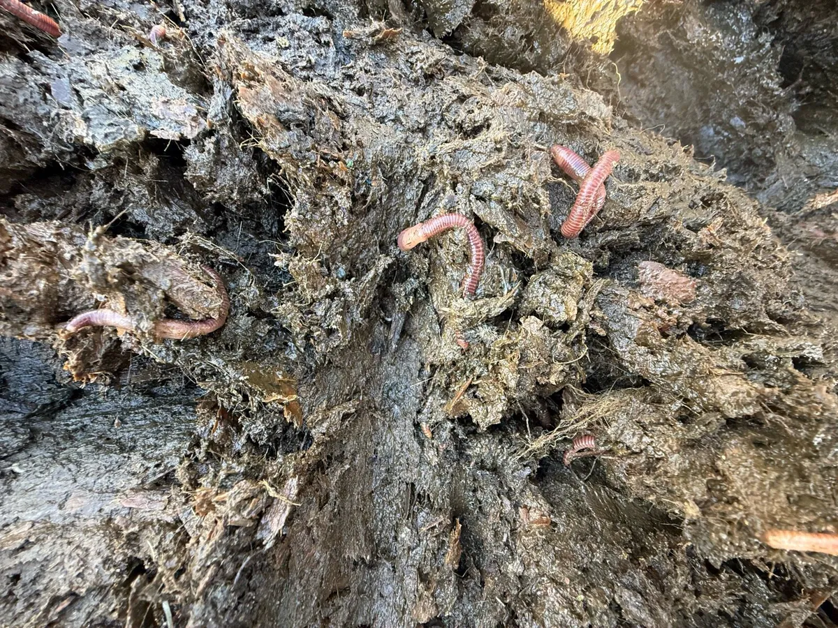 Horse manure - Image 4