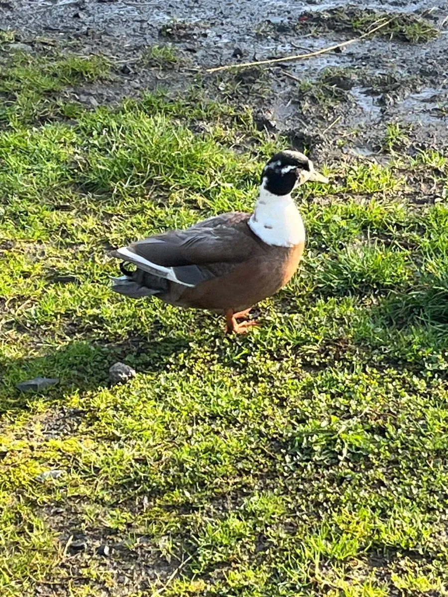 Call drake - Image 1