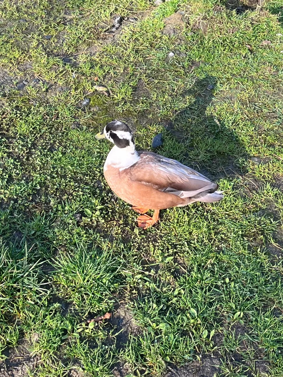 Call drake - Image 2