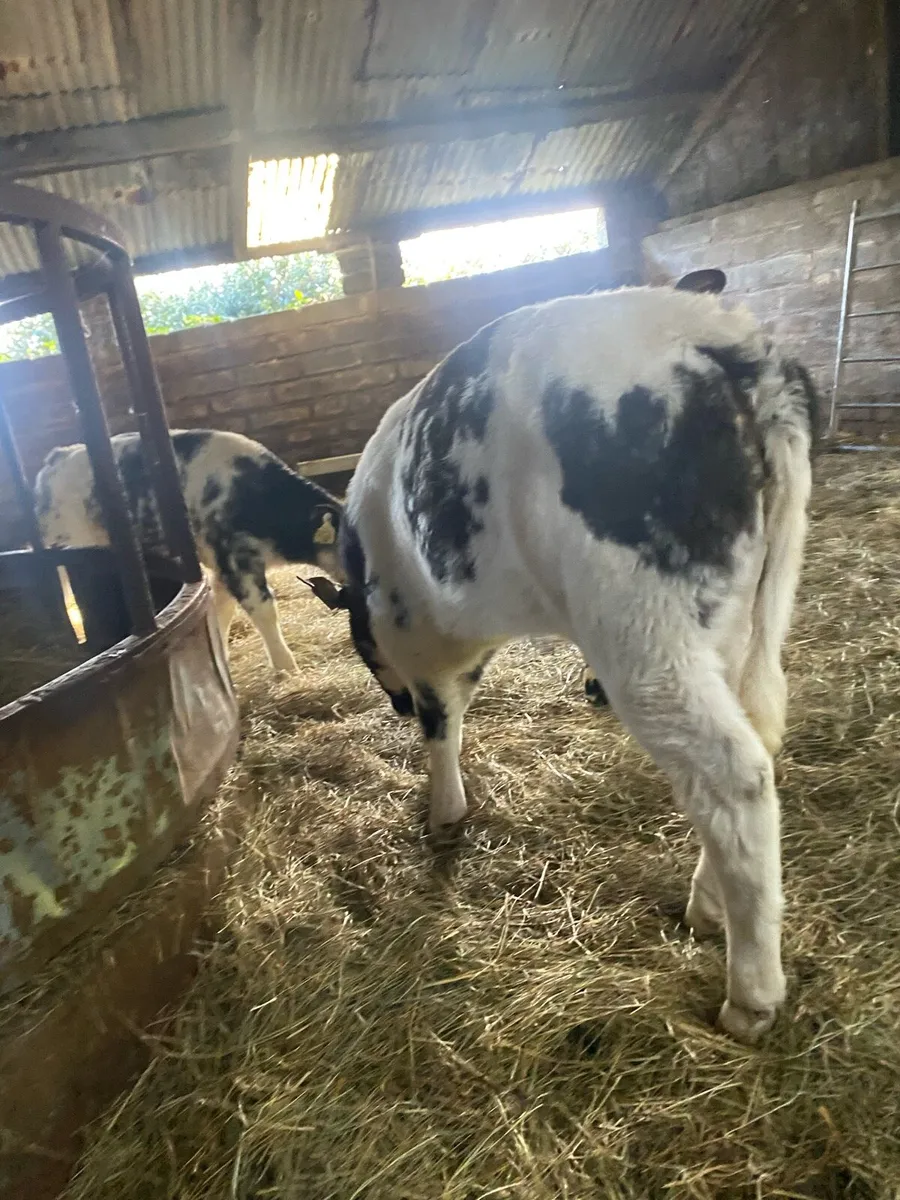 5 super blue heifer calves - Image 3