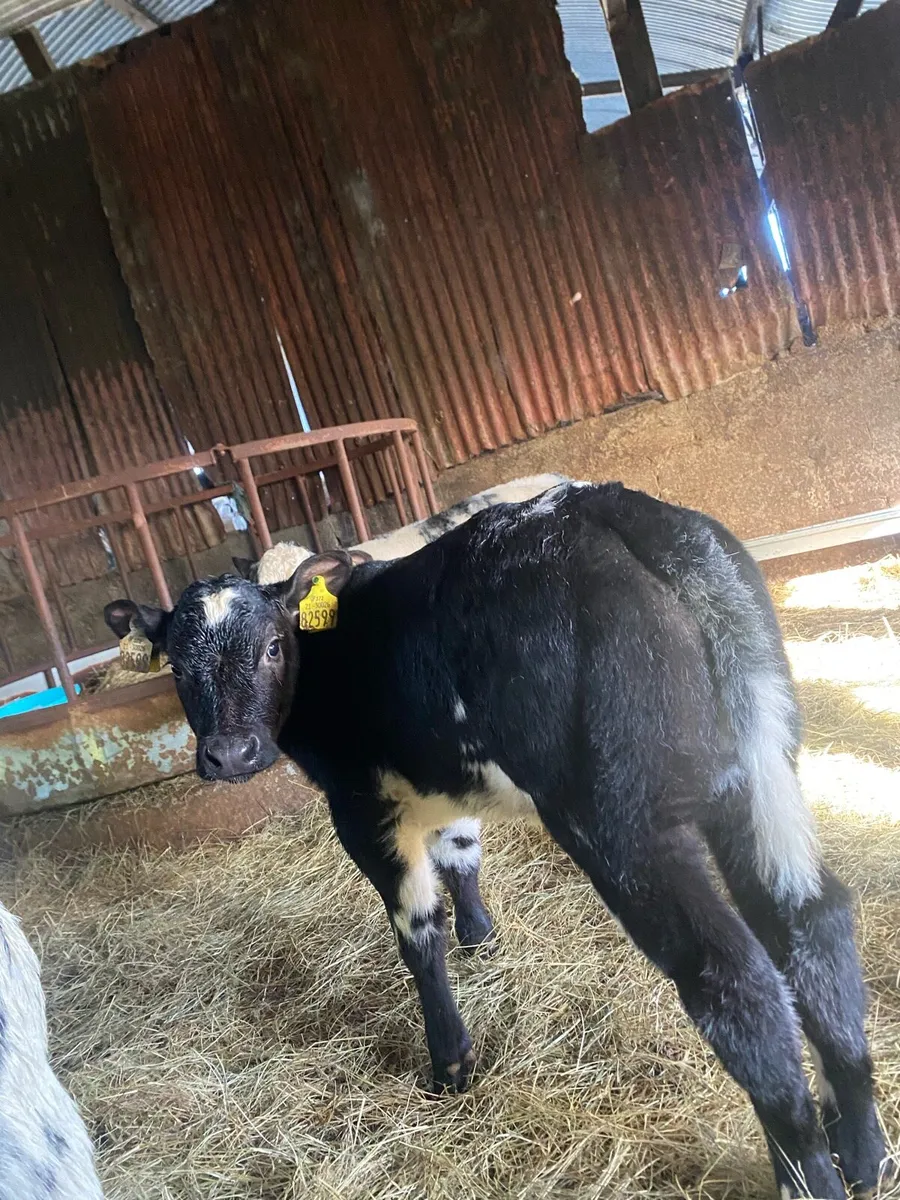 5 super blue heifer calves - Image 4