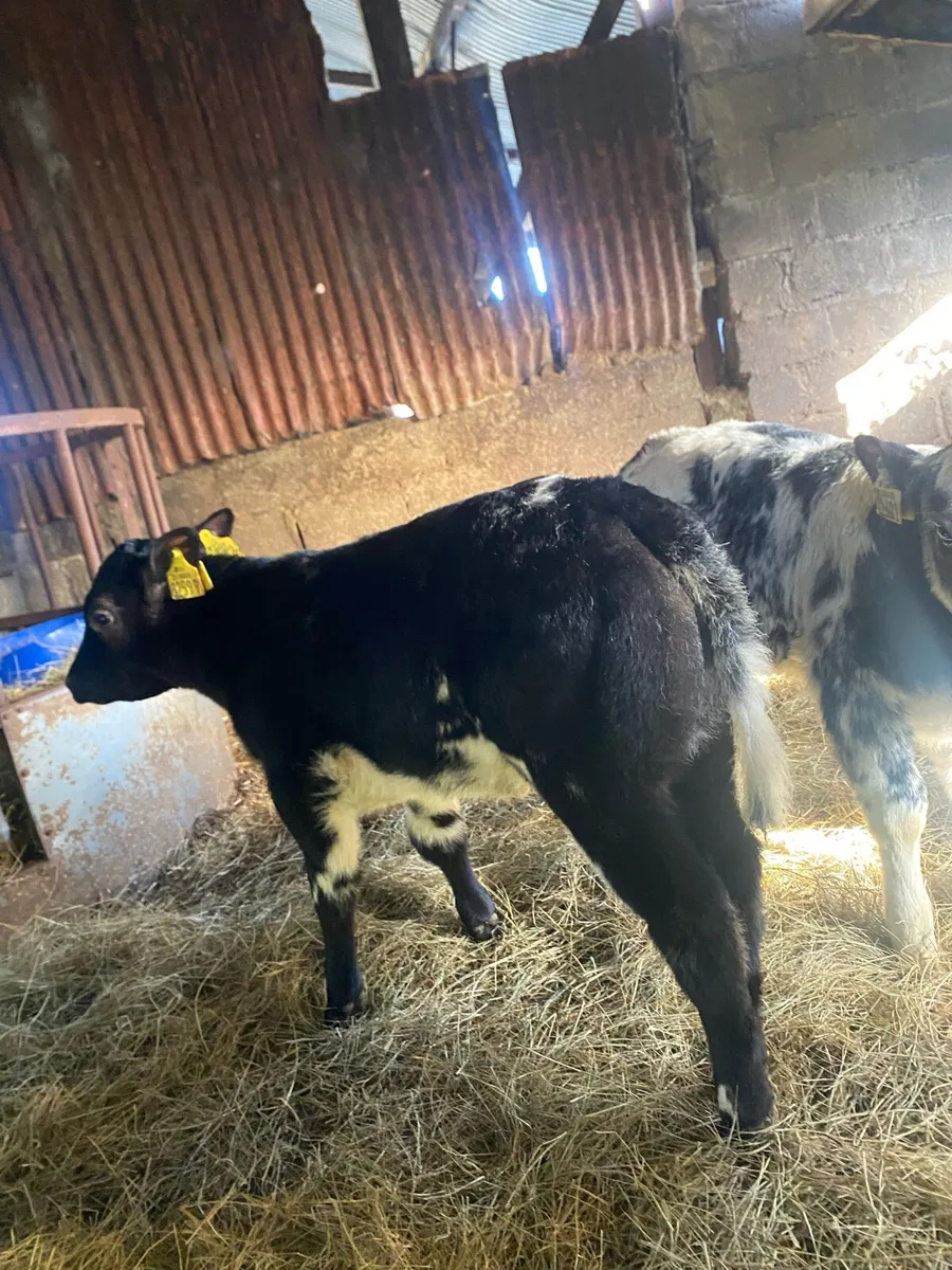 5 super blue heifer calves - Image 1