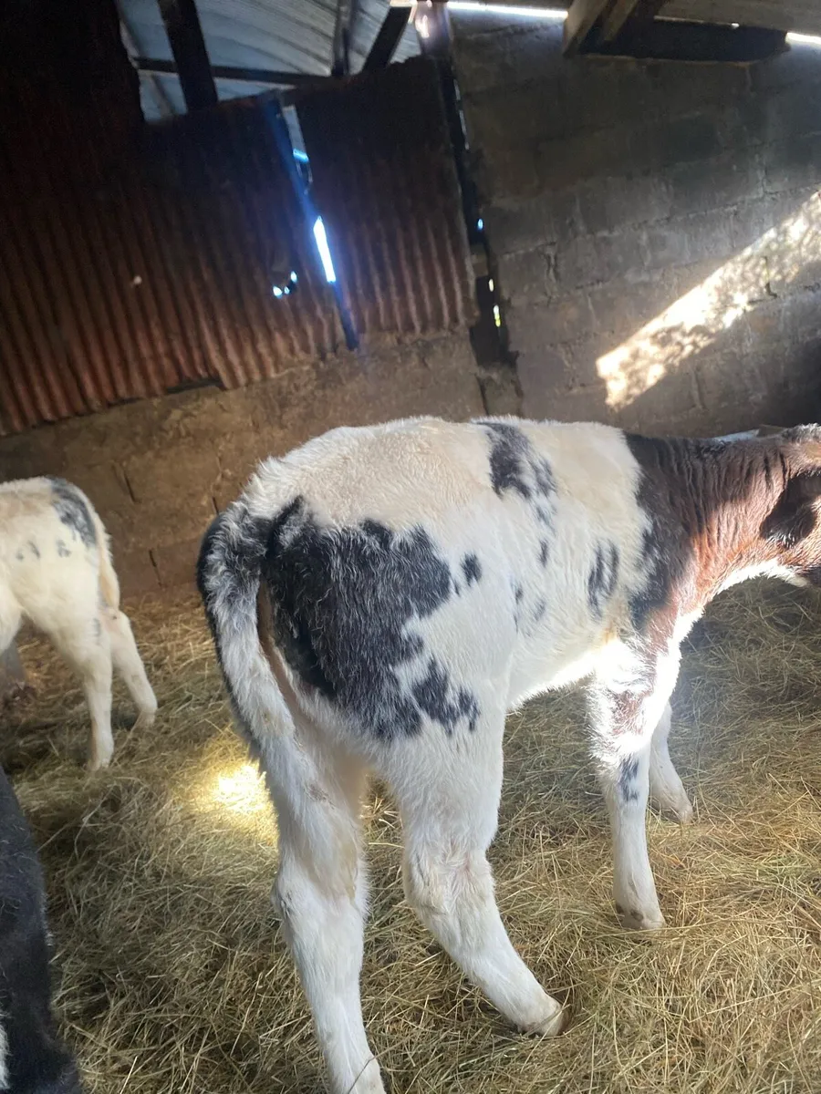 5 super blue heifer calves - Image 2