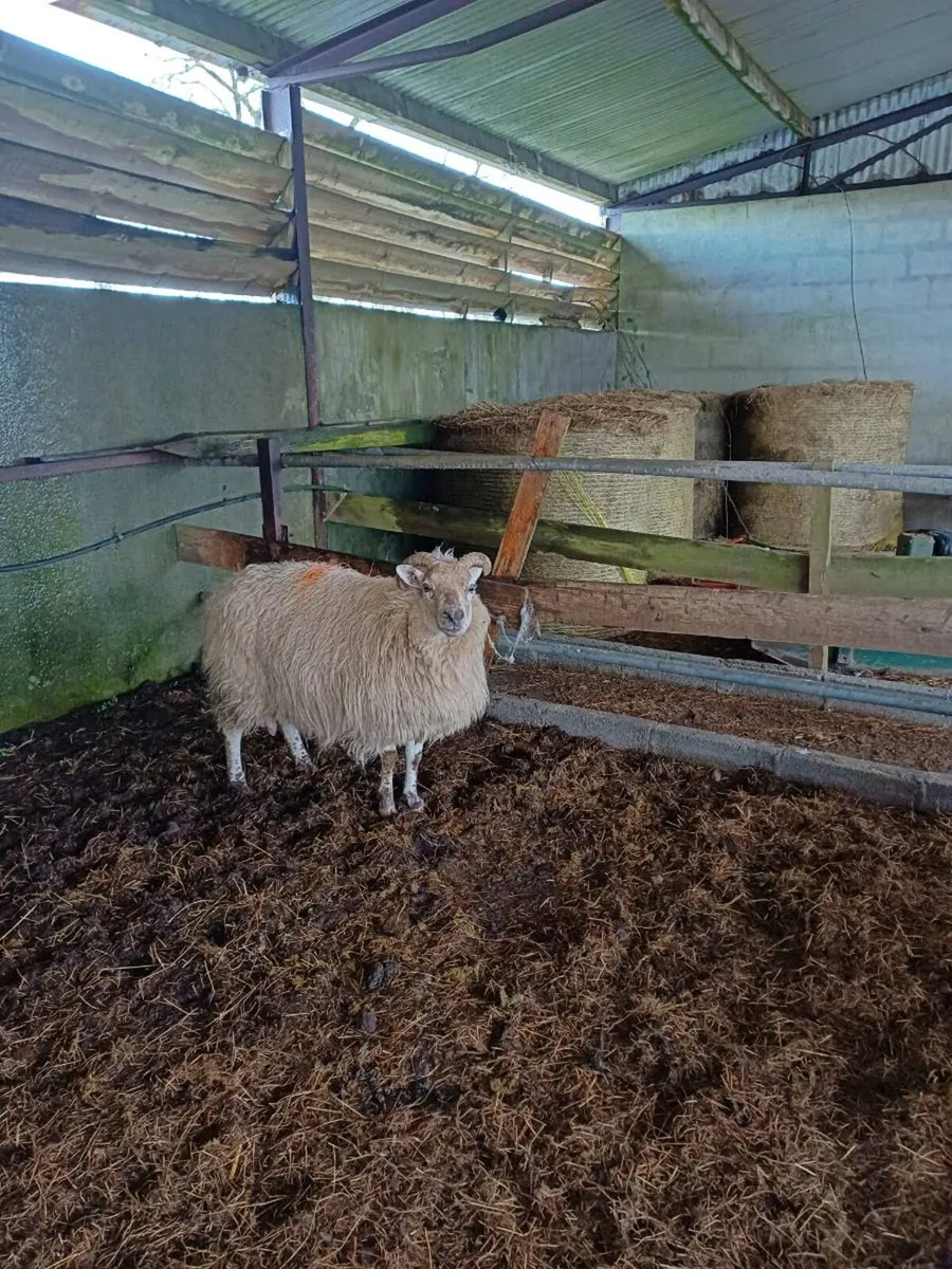 Foster Ewe - Image 1