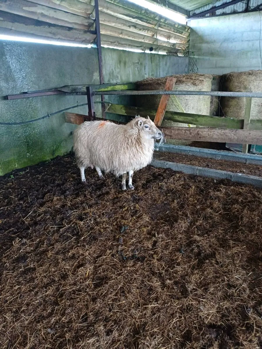 Foster Ewe - Image 2