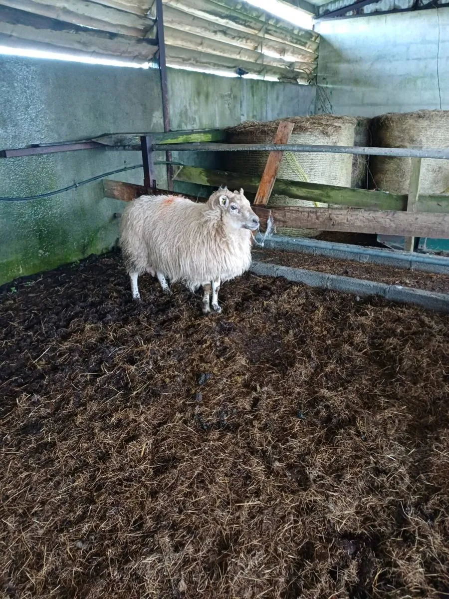 Foster Ewe - Image 3