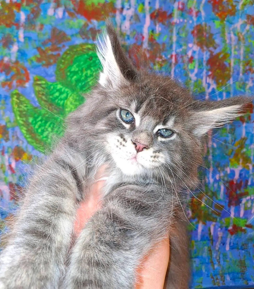 Stunning pure breed Maine Coon - Image 3