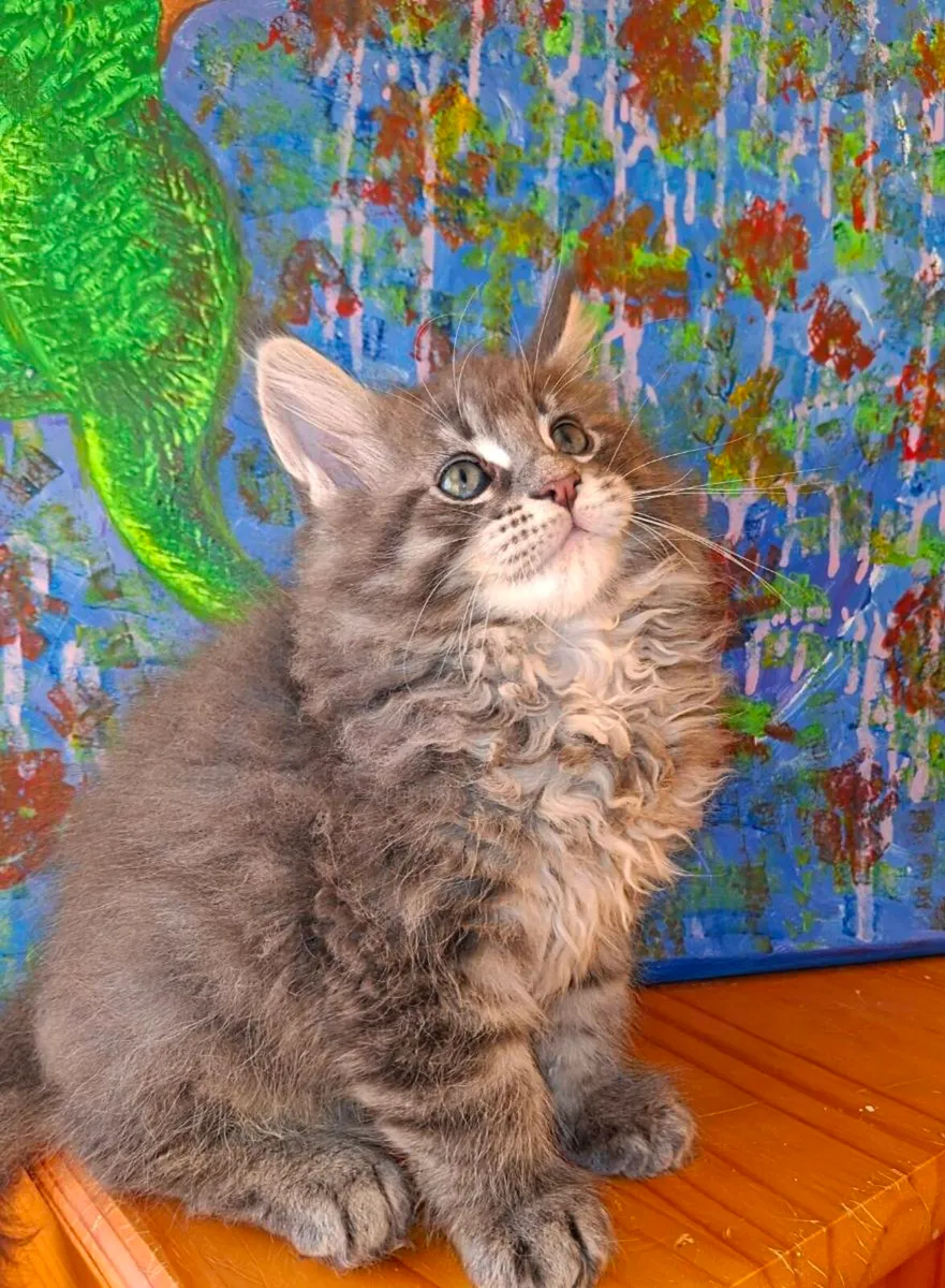 Stunning pure breed Maine Coon - Image 4