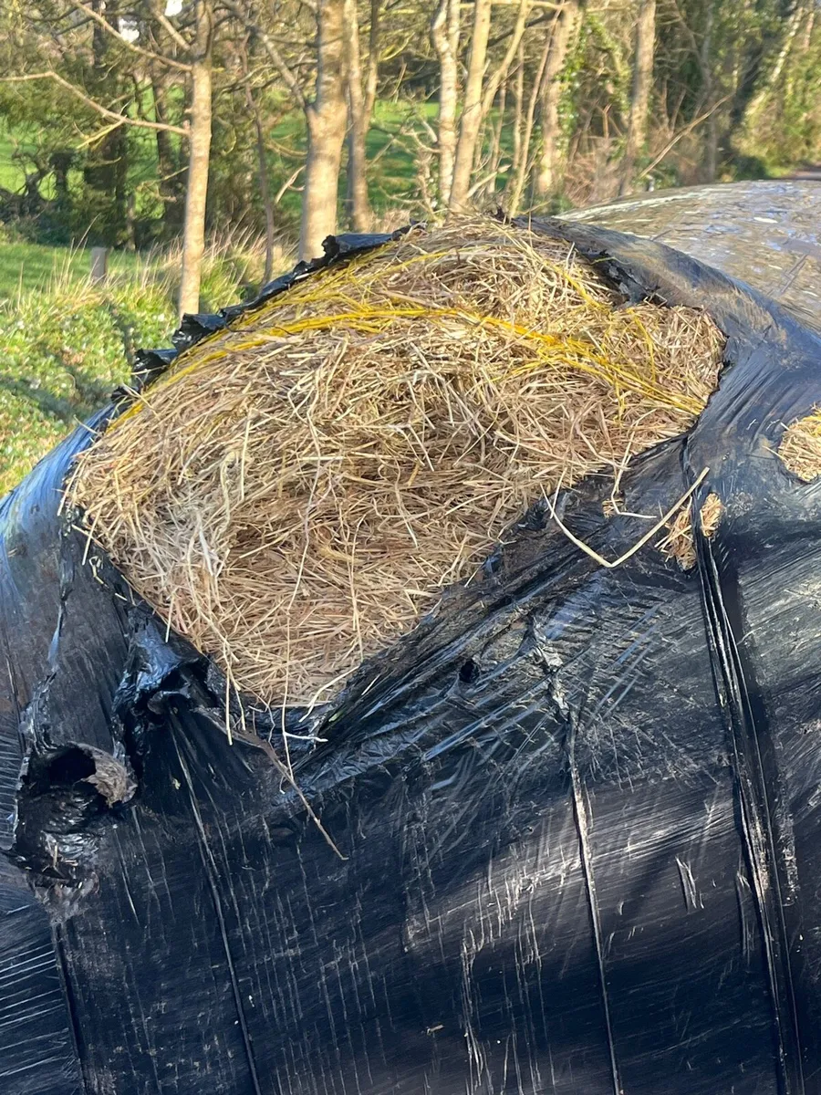 Haylage - Image 2