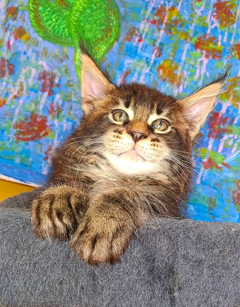 Stunning pure breed Maine Coon - Image 1