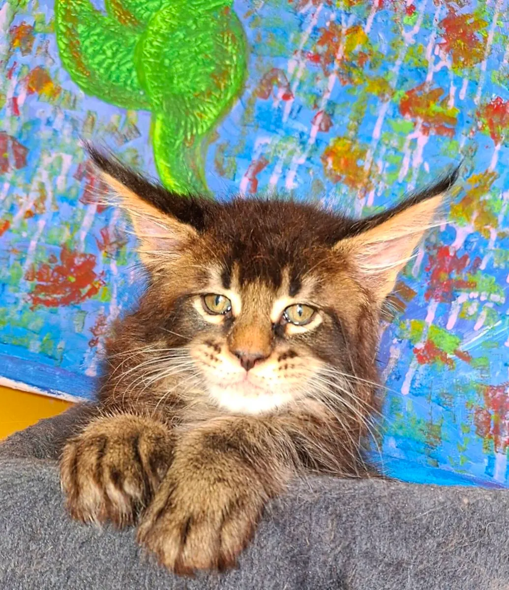 Stunning pure breed Maine Coon - Image 2