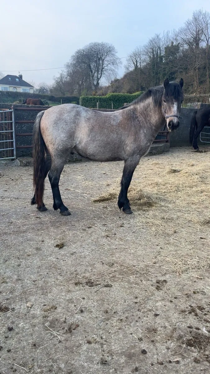 3yr old gelding - Image 1