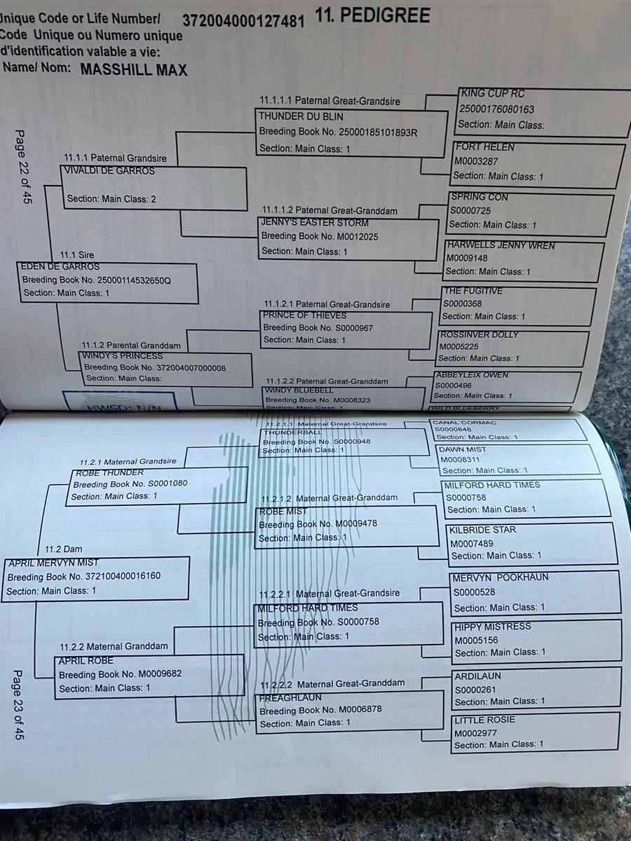3yr old gelding - Image 3