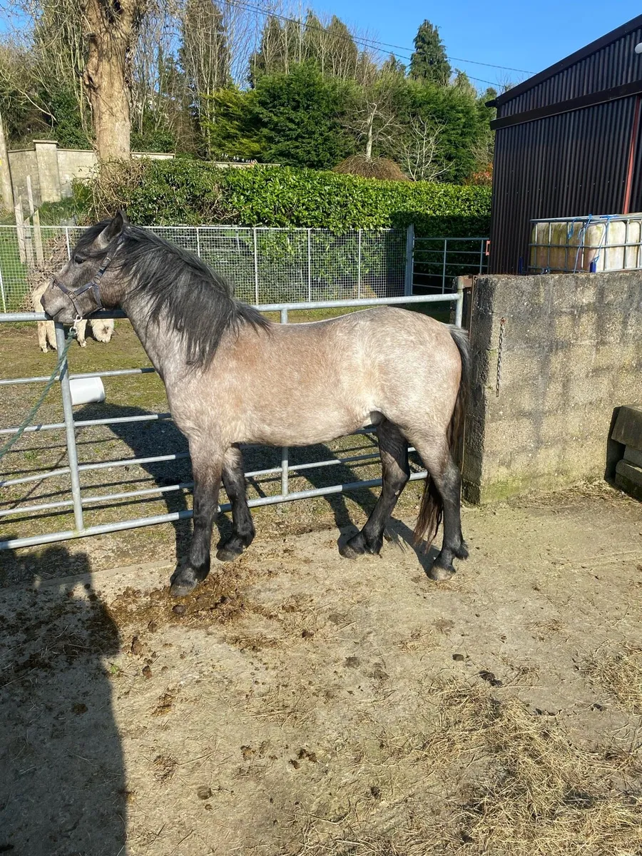 3yr old gelding - Image 4