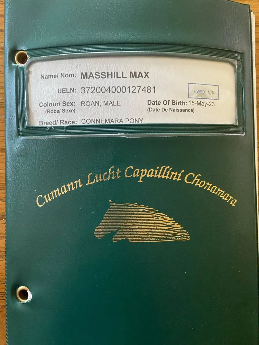 3yr old gelding - Image 2