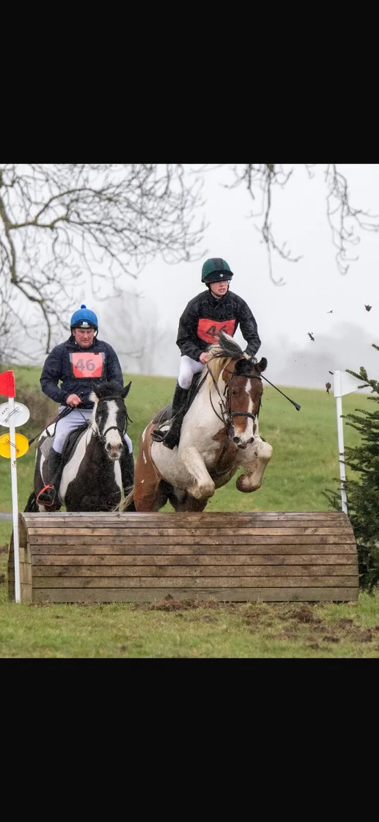 4 year old gelding - Image 1