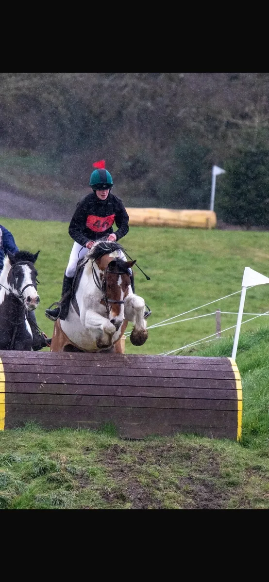 4 year old gelding - Image 3