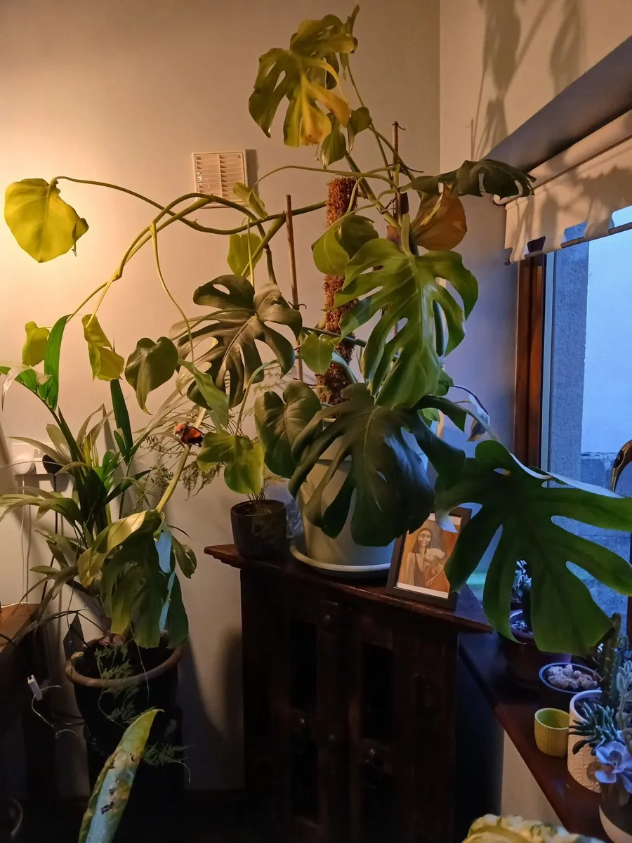 house plant - Image 2
