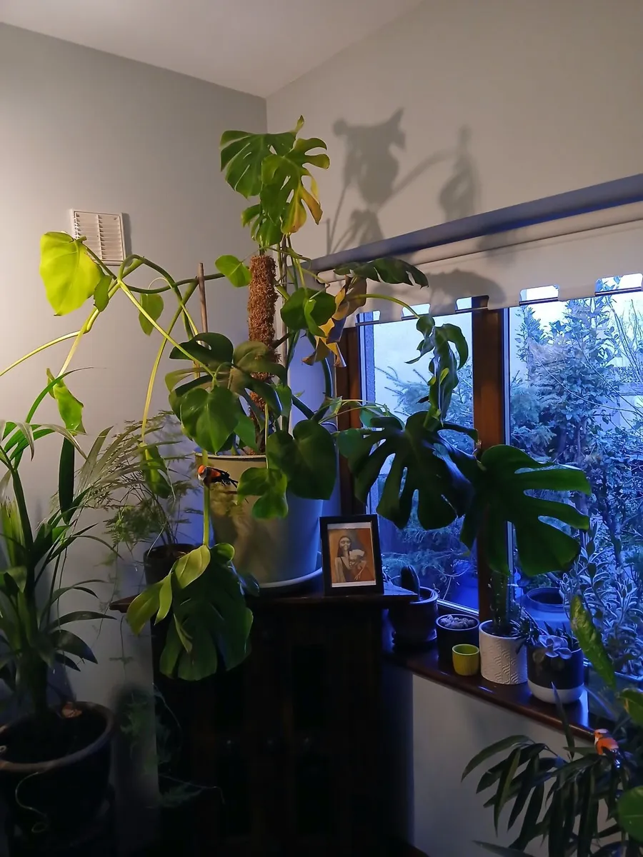 house plant - Image 3