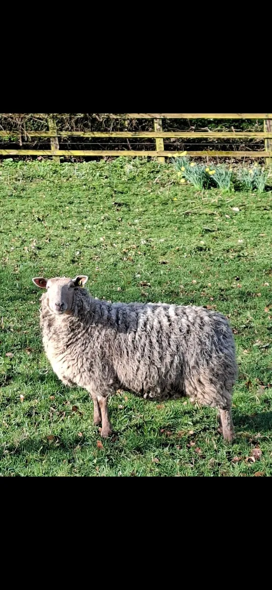 Sheep - Image 2